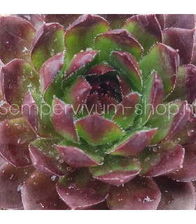Sempervivum ‘Fresh Fine Orange’