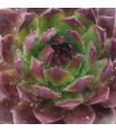 Sempervivum ‘Fresh Fine Orange’