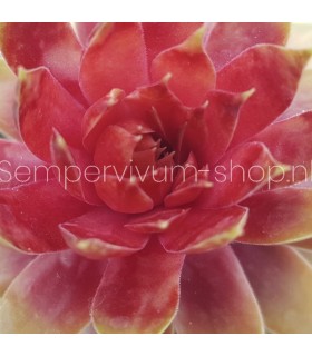 Sempervivum ‘Fernzunder’