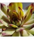 Sempervivum ‘Saharasonne’