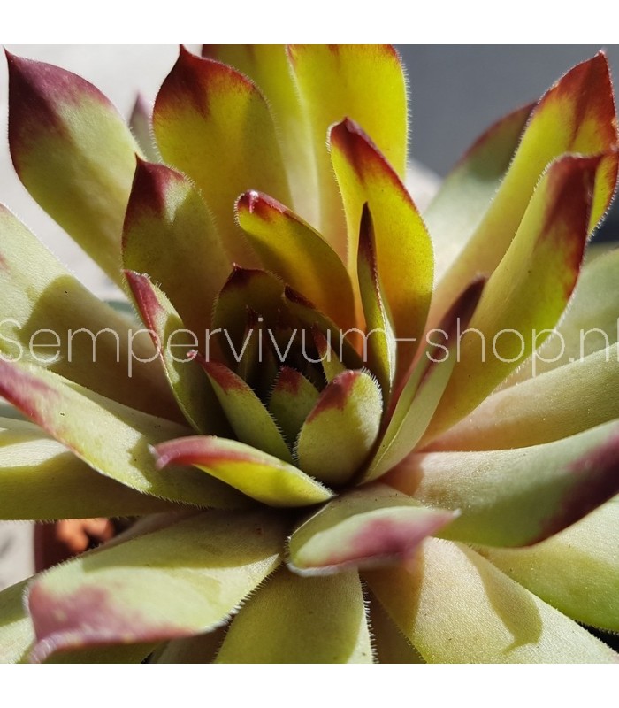 Sempervivum ‘Saharasonne’