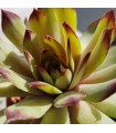 Sempervivum ‘Saharasonne’