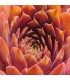 Sempervivum ‘Tiefgang’