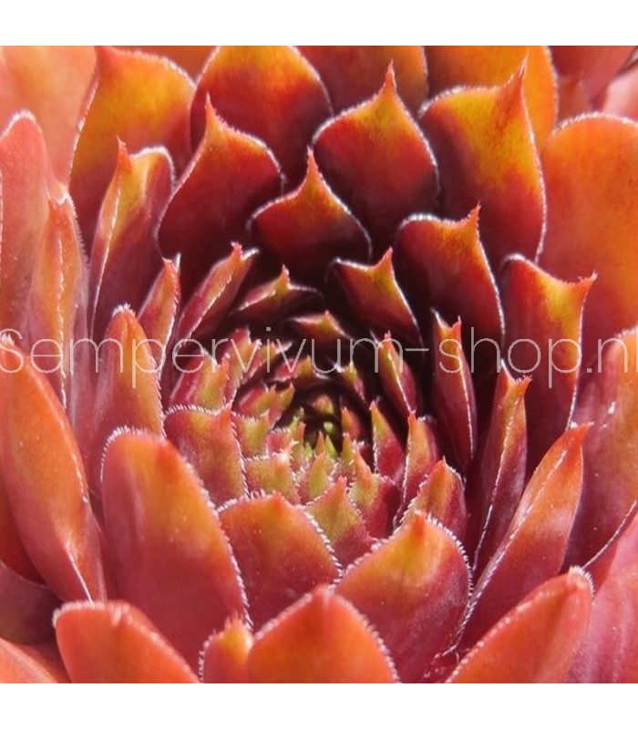 Sempervivum ‘Tiefgang’