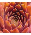 Sempervivum ‘Tiefgang’