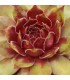 Sempervivum ‘Zundflamme’