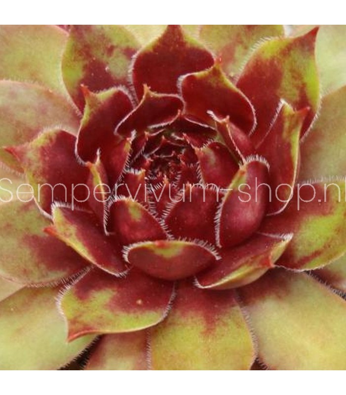 Sempervivum ‘Zundflamme’
