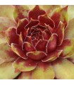 Sempervivum ‘Zundflamme’