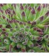 Sempervivum ‘Zeitlauf’