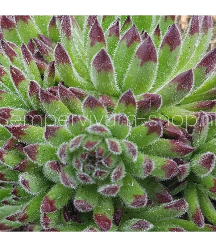 Sempervivum ‘Zeitlauf’