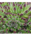 Sempervivum ‘Zeitlauf’