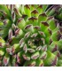 Sempervivum ‘Zeitsprung’