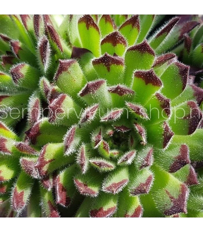 Sempervivum ‘Zeitsprung’