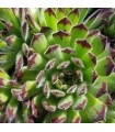 Sempervivum ‘Zeitsprung’