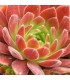 Sempervivum ‘Gummibärchen’