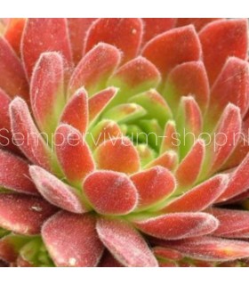 Sempervivum ‘Gummibärchen’