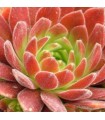 Sempervivum ‘Gummibärchen’