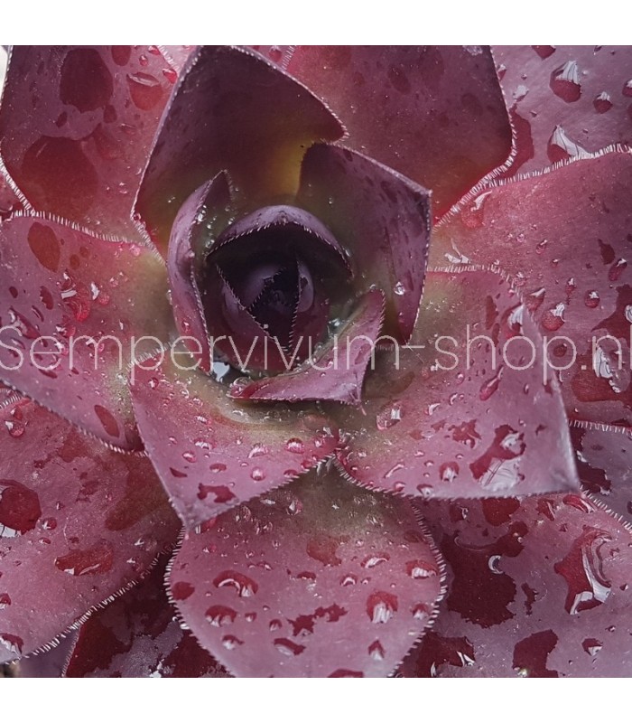Sempervivum ‘Leopold’