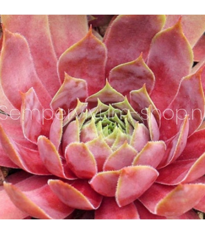 Sempervivum ‘Pip’