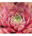Sempervivum ‘Pip’