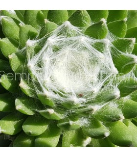 Sempervivum ‘Pfalzer Nebel’