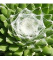 Sempervivum ‘Pfalzer Nebel’