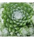 Sempervivum ‘Zilver Chrissy’