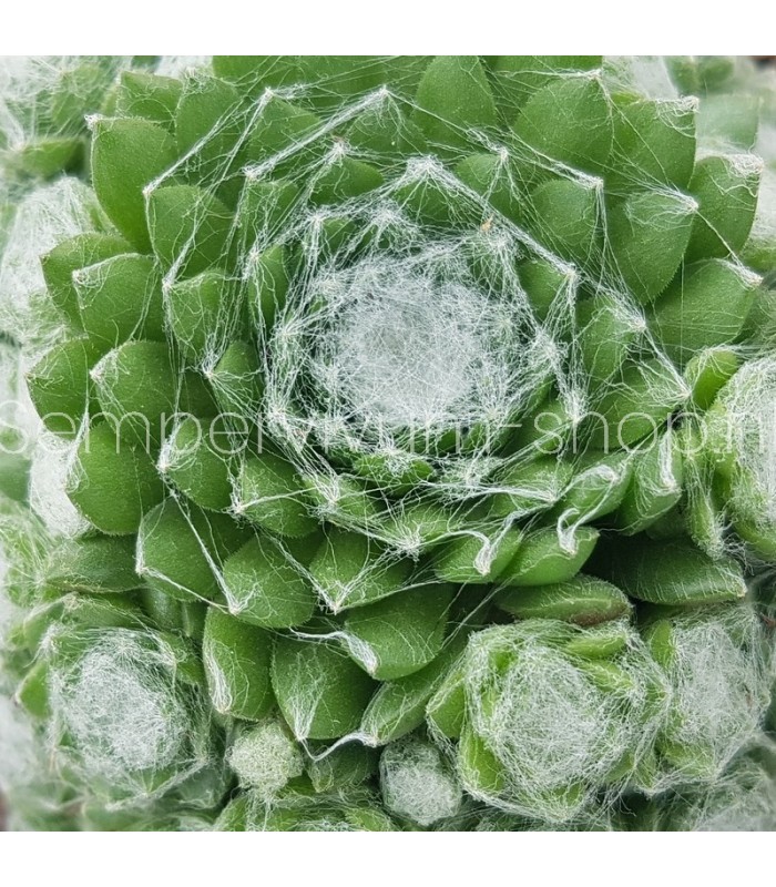 Sempervivum ‘Zilver Chrissy’