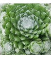 Sempervivum ‘Zilver Chrissy’