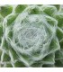 Sempervivum ‘Zuckerwatte’