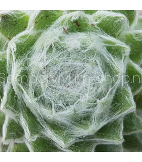 Sempervivum ‘Zuckerwatte’