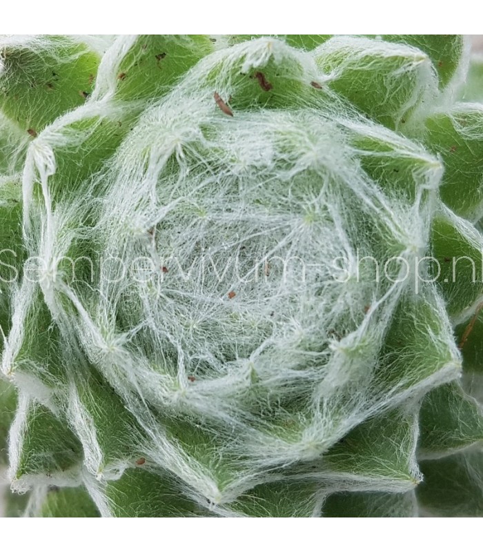 Sempervivum ‘Zuckerwatte’