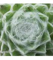 Sempervivum ‘Zuckerwatte’