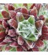 Sempervivum ‘Red Sox’