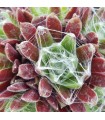 Sempervivum ‘Red Sox’