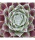 Sempervivum ‘Quarkstück’