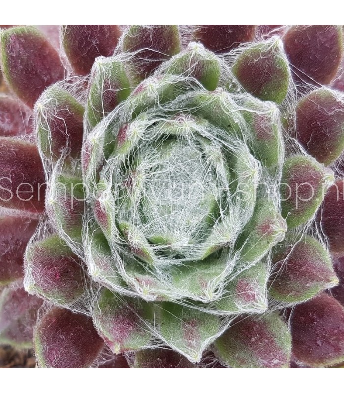Sempervivum ‘Quarkstück’
