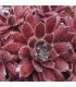 Sempervivum ‘Schnickschnack’