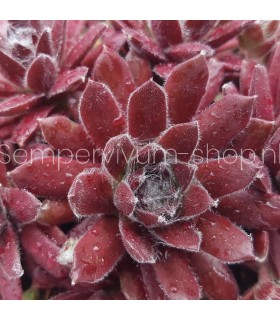 Sempervivum ‘Schnickschnack’