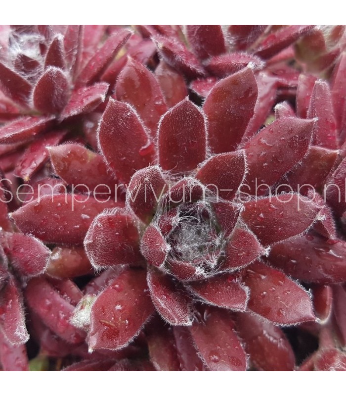 Sempervivum ‘Schnickschnack’