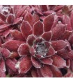 Sempervivum ‘Schnickschnack’