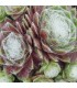 Sempervivum ‘Solarkugel’