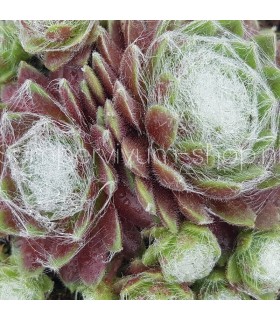 Sempervivum ‘Solarkugel’