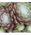 Sempervivum ‘Solarkugel’