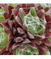 Sempervivum ‘Bascour Zilver’