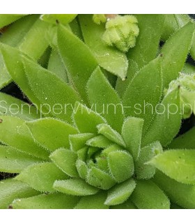 Sempervivum ‘Midas Green’