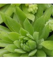 Sempervivum ‘Midas Green’