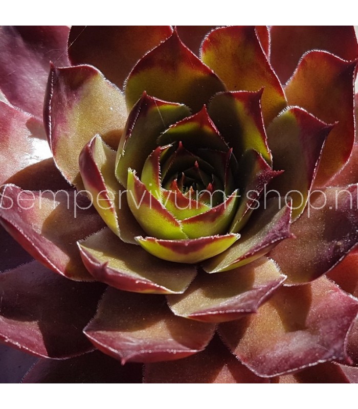 Sempervivum 'Casa'
