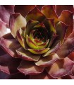 Sempervivum 'Casa'