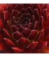 Sempervivum ‘Zannalee’